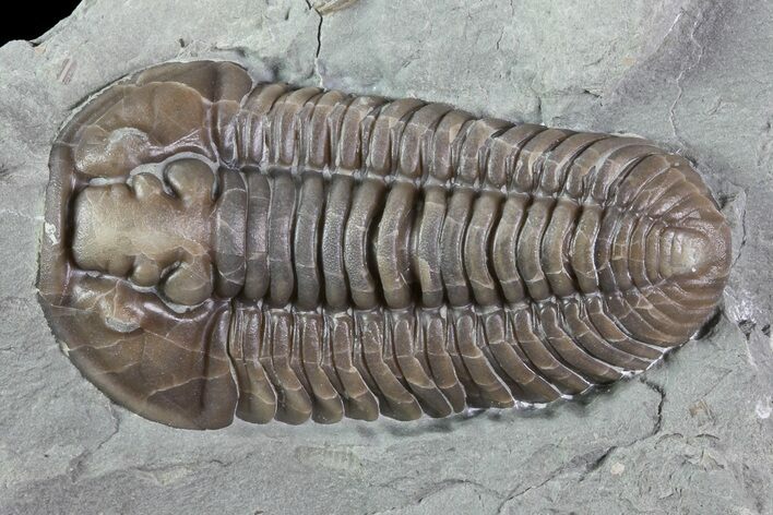 Large, , Prone Flexicalymene Trilobite - Ohio #84590